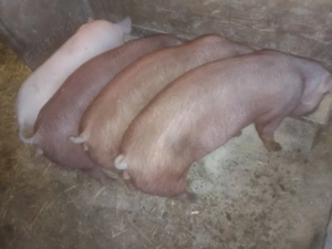 Disponibile 3 Scrofițe DUROC Pur 55 60 kg și un mascul MARELE ALB  - imagine 3