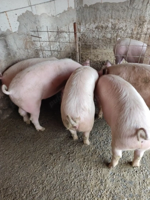 porci de vînzare 