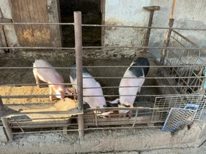 Purcei de vânzare  - imagine 2