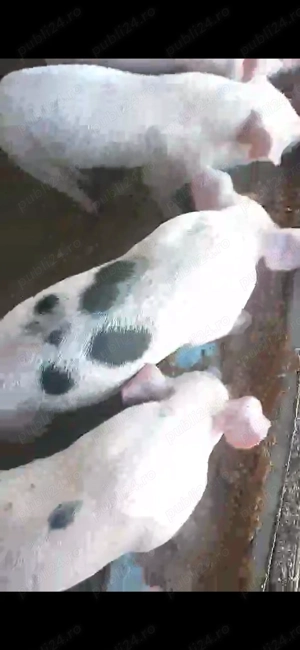 Porci de 7 saptamani  - imagine 2