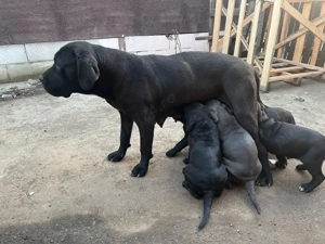 Disponibili trei căței Cane Corso - imagine 4