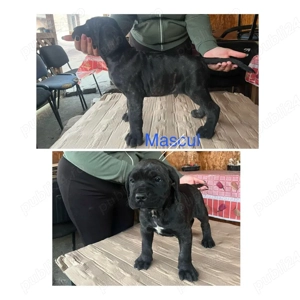 Disponibili trei căței Cane Corso - imagine 2