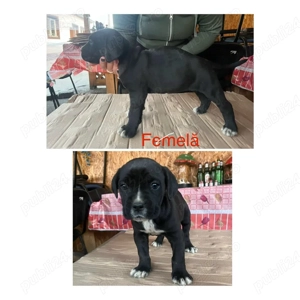 Disponibili trei căței Cane Corso