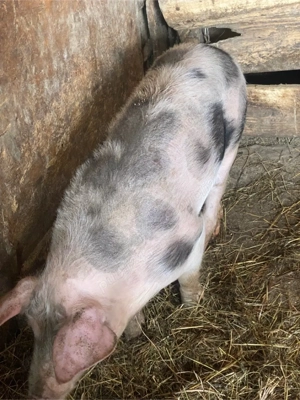 Vand 5 scroafe Pietrain Belgian  - imagine 3