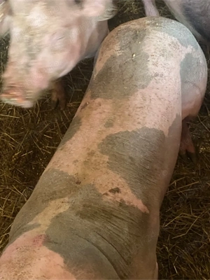 Vand 5 scroafe Pietrain Belgian 