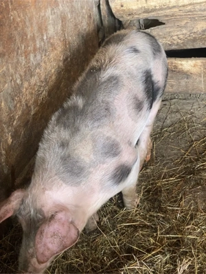 Vand 5 scroafe Pietrain Belgian  - imagine 4