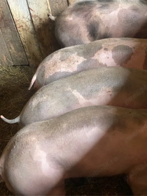 Vand 5 scroafe Pietrain Belgian  - imagine 2