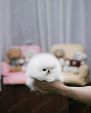 Pomeranian pappy boo