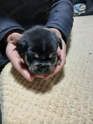 vand catei buldog francez  - imagine 5