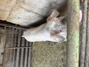 Vând porc crescut la țară