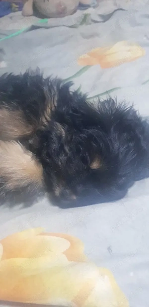 vanzare pui de Terier