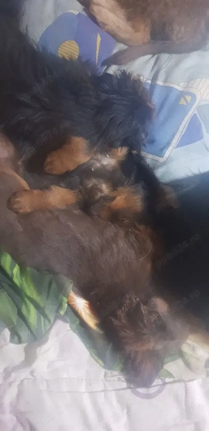 vanzare pui de Terier - imagine 2