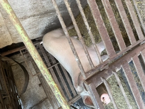 Vând porc crescut la țară - imagine 3