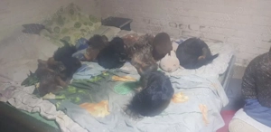 vanzare pui de Terier - imagine 3