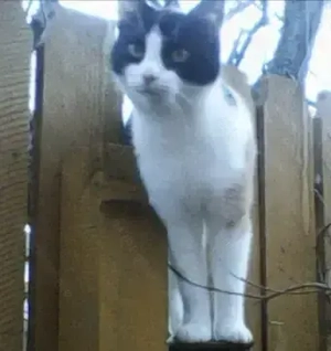 ofer spre adopție pui de pisica  - imagine 5