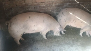 porci de vânzare  - imagine 3