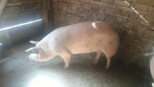 porci de vânzare  - imagine 4