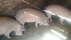 porci de vânzare 
