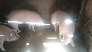 porci de vânzare  - imagine 2