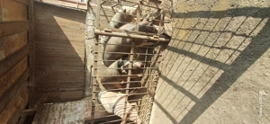 Vand purcelusa pentru prasila - imagine 5