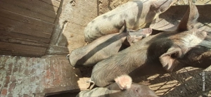 Vand purcelusa pentru prasila - imagine 4