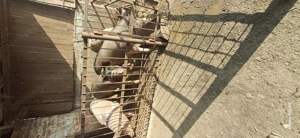 Vand purcelusa pentru prasila - imagine 3