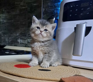 British chinchila blue 