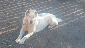 vând femelă Asia Centrală  - imagine 3