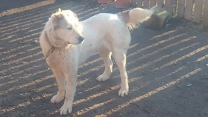 vând femelă Asia Centrală  - imagine 2