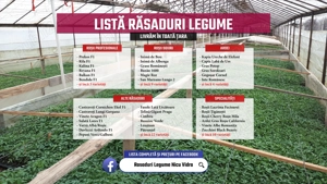 Vand rasaduri legume : Rasad de rosii   tomate castraveti ardei vinete - imagine 2