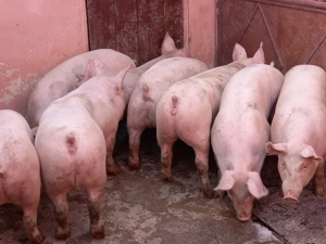 soldani pik 50-60 kg - imagine 2