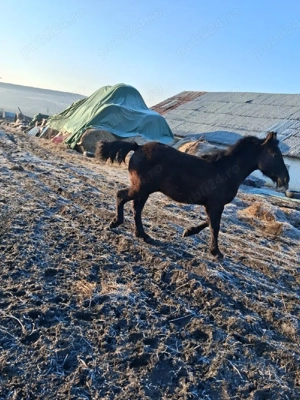 Mânz de 7 luni  - imagine 2