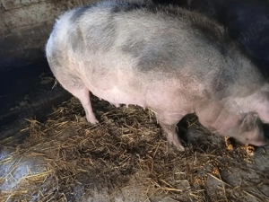 vând scroafă - imagine 2