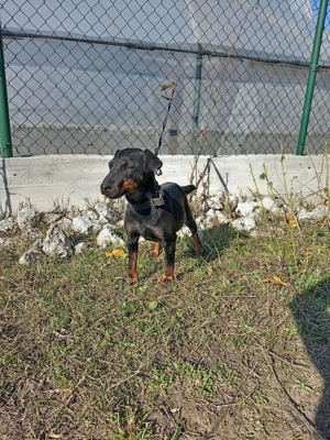 jachterier par scurt  - imagine 5