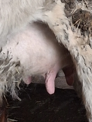 Vițea bălțată românească de vânzare  - imagine 3