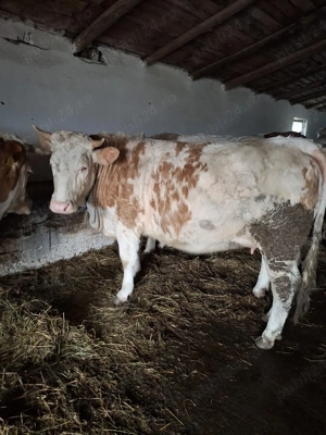 Vițea bălțată românească de vânzare 