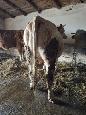 Vițea bălțată românească de vânzare  - imagine 2