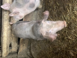 Vând 5 scroafe Pietrain Belgian  - imagine 5