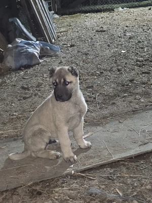 cățel kangal de vânzare 