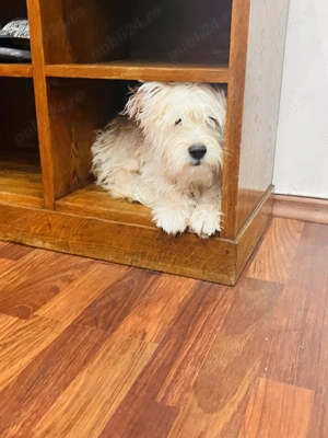 Bichon maltez 6 luni