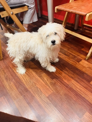 Bichon maltez 6 luni - imagine 2