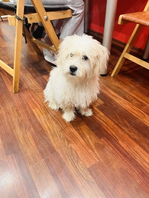 Bichon maltez 6 luni - imagine 3
