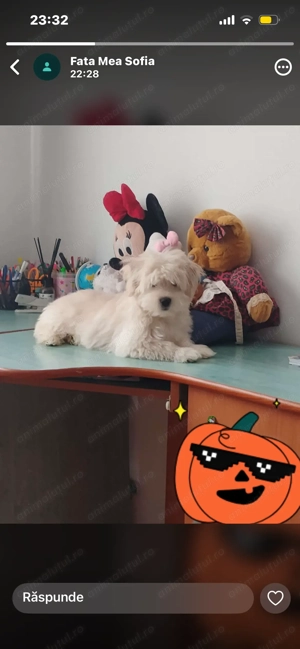 Bichon maltez 6 luni - imagine 4