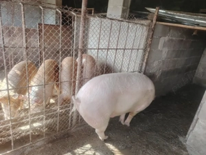 Porc tinar  - imagine 2