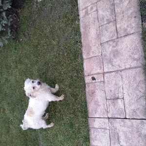 Cățel bichon de un an  - imagine 3