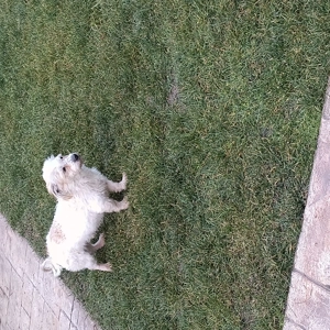 Cățel bichon de un an  - imagine 5