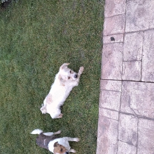 Cățel bichon de un an 