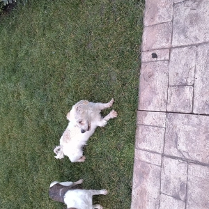 Cățel bichon de un an  - imagine 2