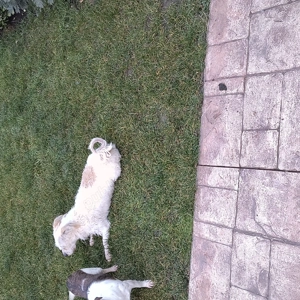 Cățel bichon de un an  - imagine 4