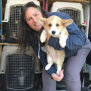Transport câini București   Ilfov   CaninMobil - imagine 3
